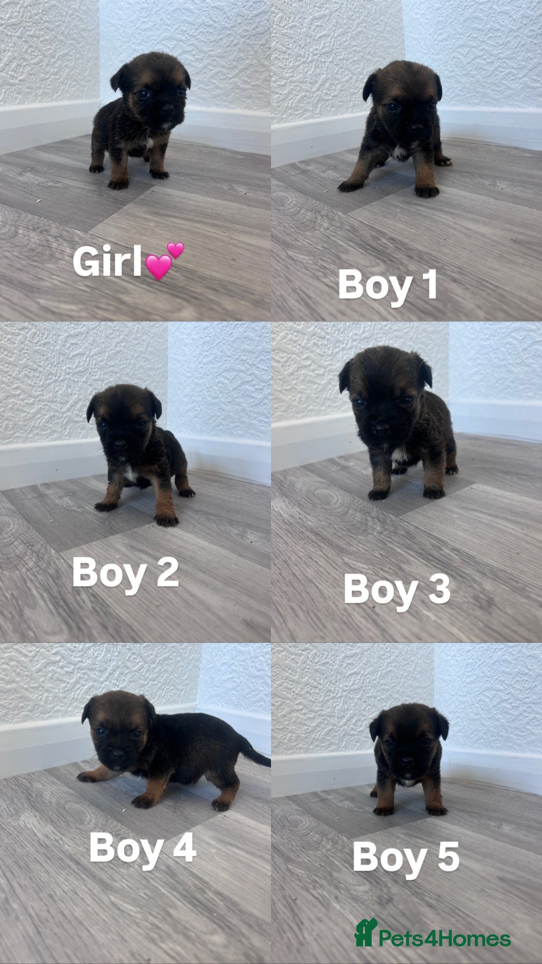 Border Terrier dogs for sale: Kc registered border terrier puppy’s  - Advert 9