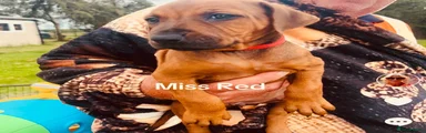Rhodesian Ridgeback 4