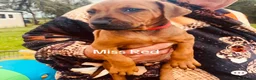 Rhodesian Ridgeback dogs for sale: 5 Star Council Registered Breeder         - Advert 19