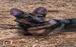 German Shepherd dogs for sale: German Shepherd poppers - Image 3