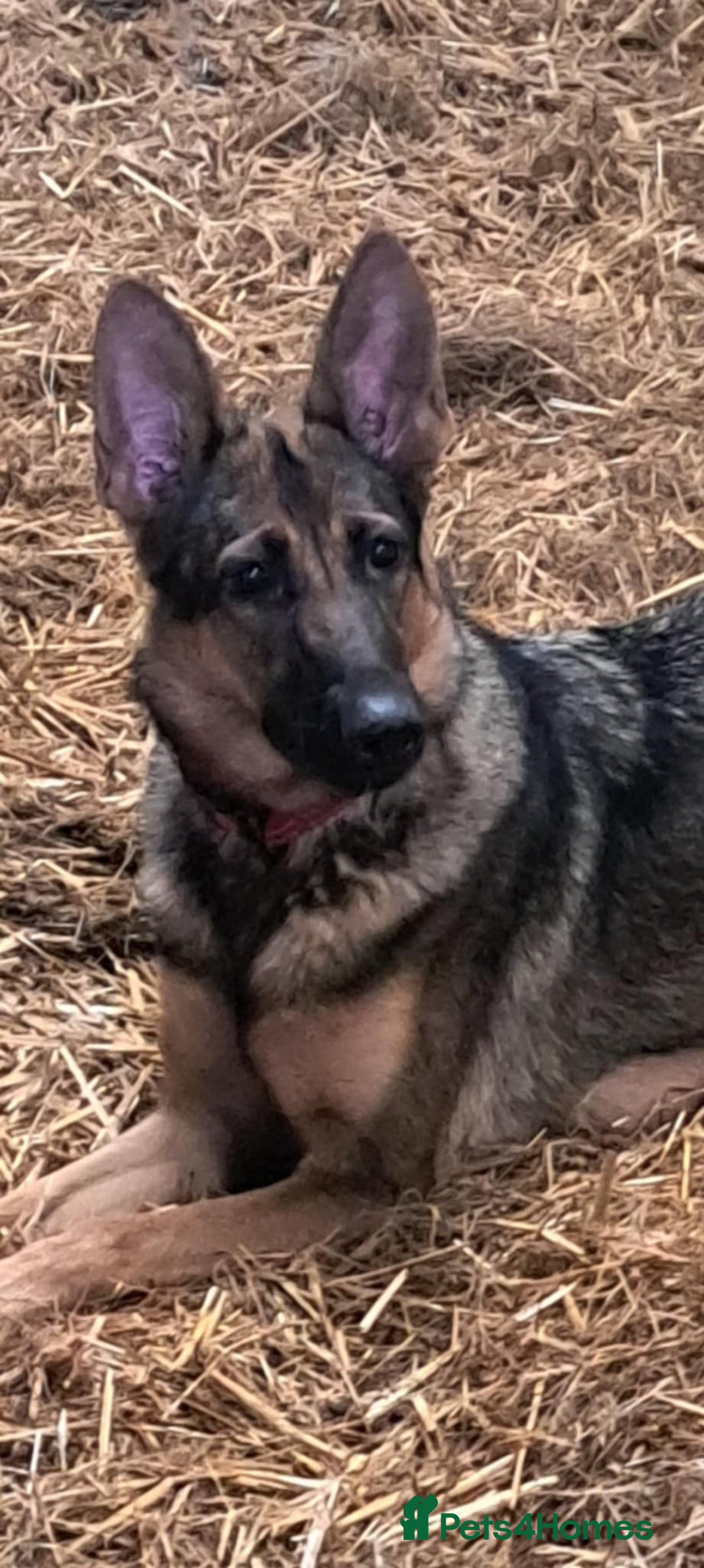 German Shepherd dogs for sale: German Shepherd poppers - Image 3