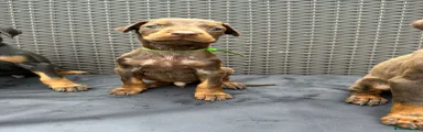 Dobermann Puppy 3