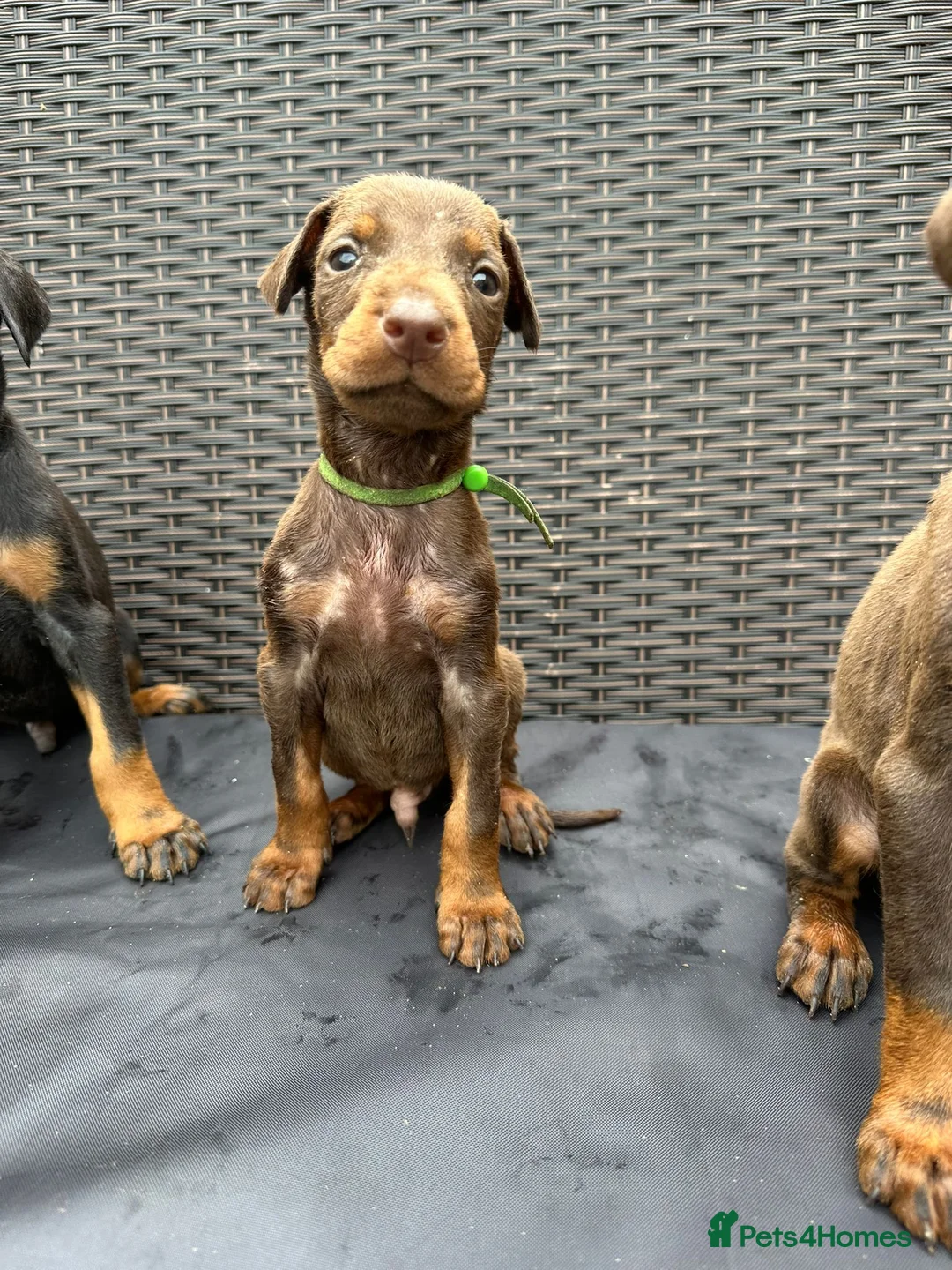 Dobermann dogs for sale: Beautiful family dobermans * 3 pups left * - Advert 32