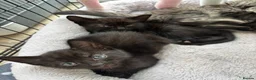 Mixed Breed cats for sale: Adorable Kittens! - Advert 5