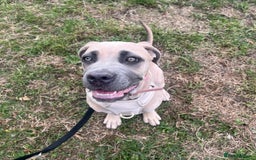 Cane Corso dogs for sale: Cane corso female - Advert 6