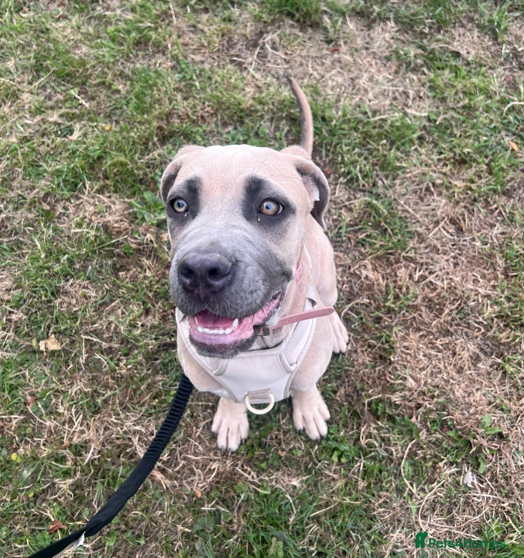 Cane Corso dogs for sale: Cane corso female - Advert 6