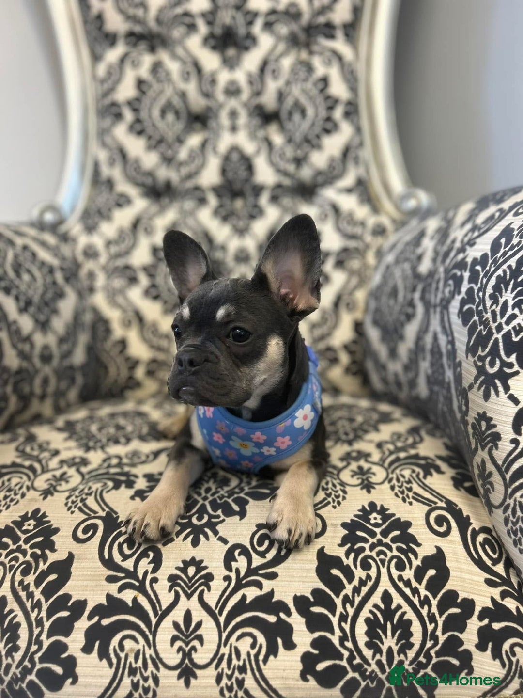 French Bulldog dogs for sale: French Bulldog - Advert 2