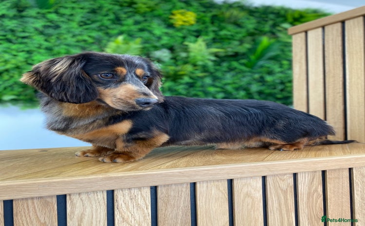 Miniature Dachshund dogs - Advert 8