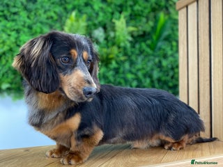 Miniature Dachshund dogs - Advert 9