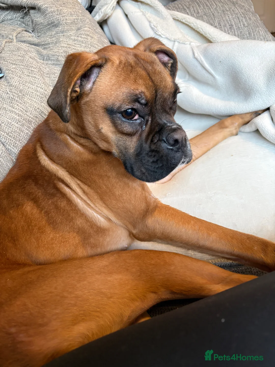 Boxer dogs for sale: Beautiful boxer girl 1 year old  - Advert 1