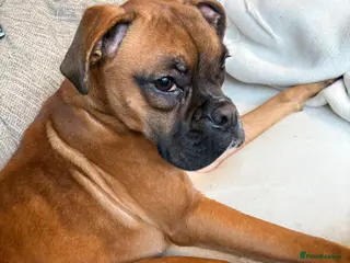 Boxer dogs Beautiful boxer girl 1 year old - Advert 1