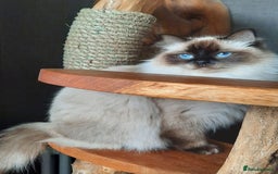 Ragdoll cats for sale: Gccf registered ragdoll kittens  - Image 12
