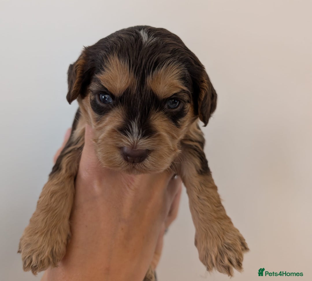 Cockapoo dogs for sale: Beautiful Cockapoo puppies 🐶 😍  - Image 7