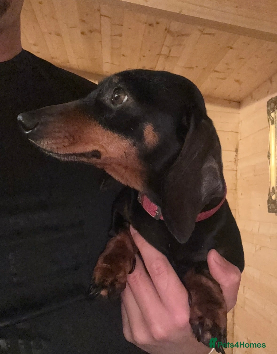 Dachshund dogs Dachshund girl - Advert 1