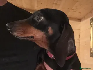 Dachshund dogs Dachshund girl - Advert 2