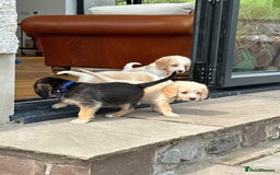 Mixed Breed dogs for sale: Beautiful Beagle X Cavapoo Puppies 🐾  - Image 22