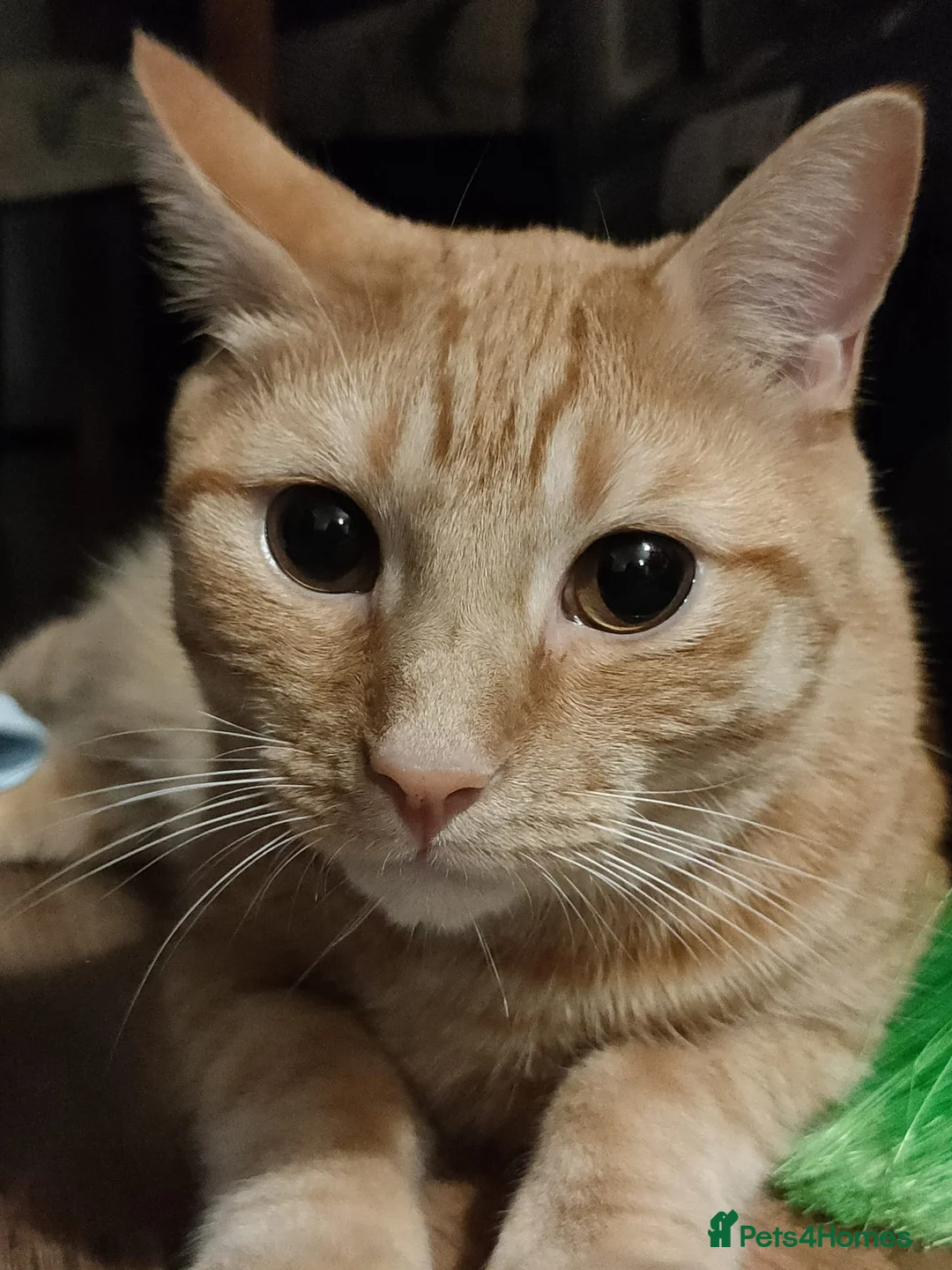 Maine Coon cats for sale: Ginger Maine coon male 5yrs  - Advert 2