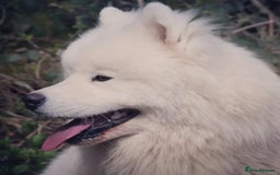 Samoyed dogs for sale: 🐾 Exceptional Pedigree Samoyed Puppies  🐾 - Image 14