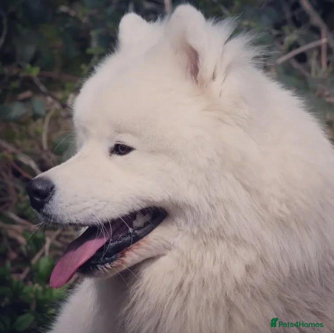 Samoyed dogs for sale: 🐾 Exceptional Pedigree Samoyed Puppies  🐾 - Image 14