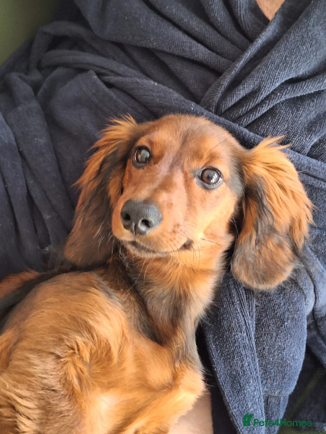 Miniature Dachshund dogs for sale: 6 month miniature long hair dachshund - Advert 1