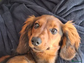 Miniature Dachshund dogs 6 month miniature long hair dachshund in Sheffield - Advert 2