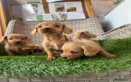 Mixed Breed dogs for sale: Stunning daxiepoos - Advert 16