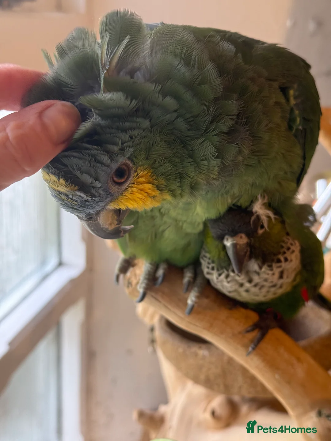 Parrots birds for sale: Orange winged Amazon black capped conure - Advert 2