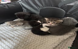 British Shorthair cats for sale: British shorthair cat  - Advert 20