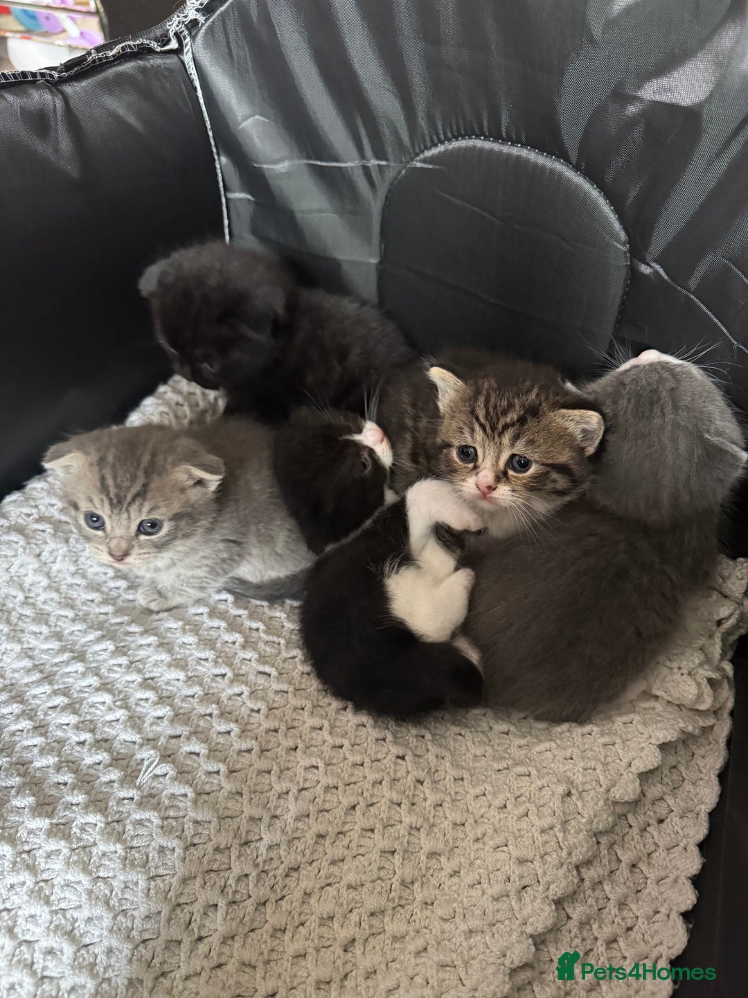 British Shorthair cats for sale: British shorthair cat  - Advert 20