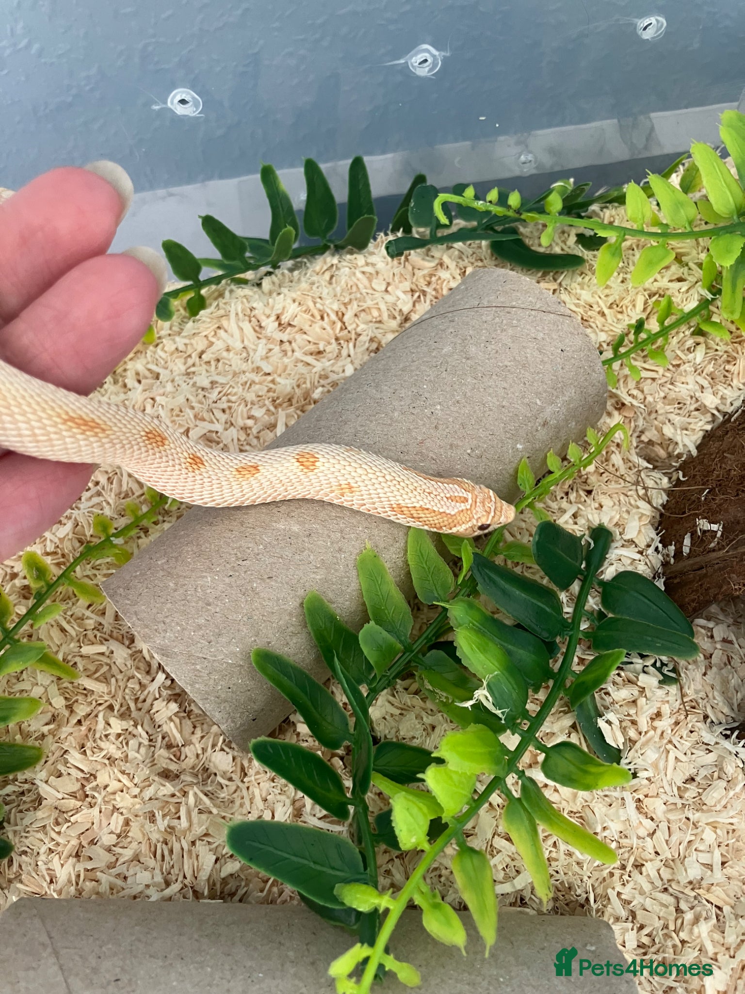 Snake reptiles Male Hognose albino snake - Advert 1