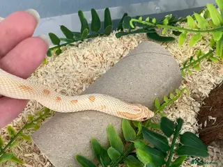 Snake reptiles Male Hognose albino snake - Advert 4