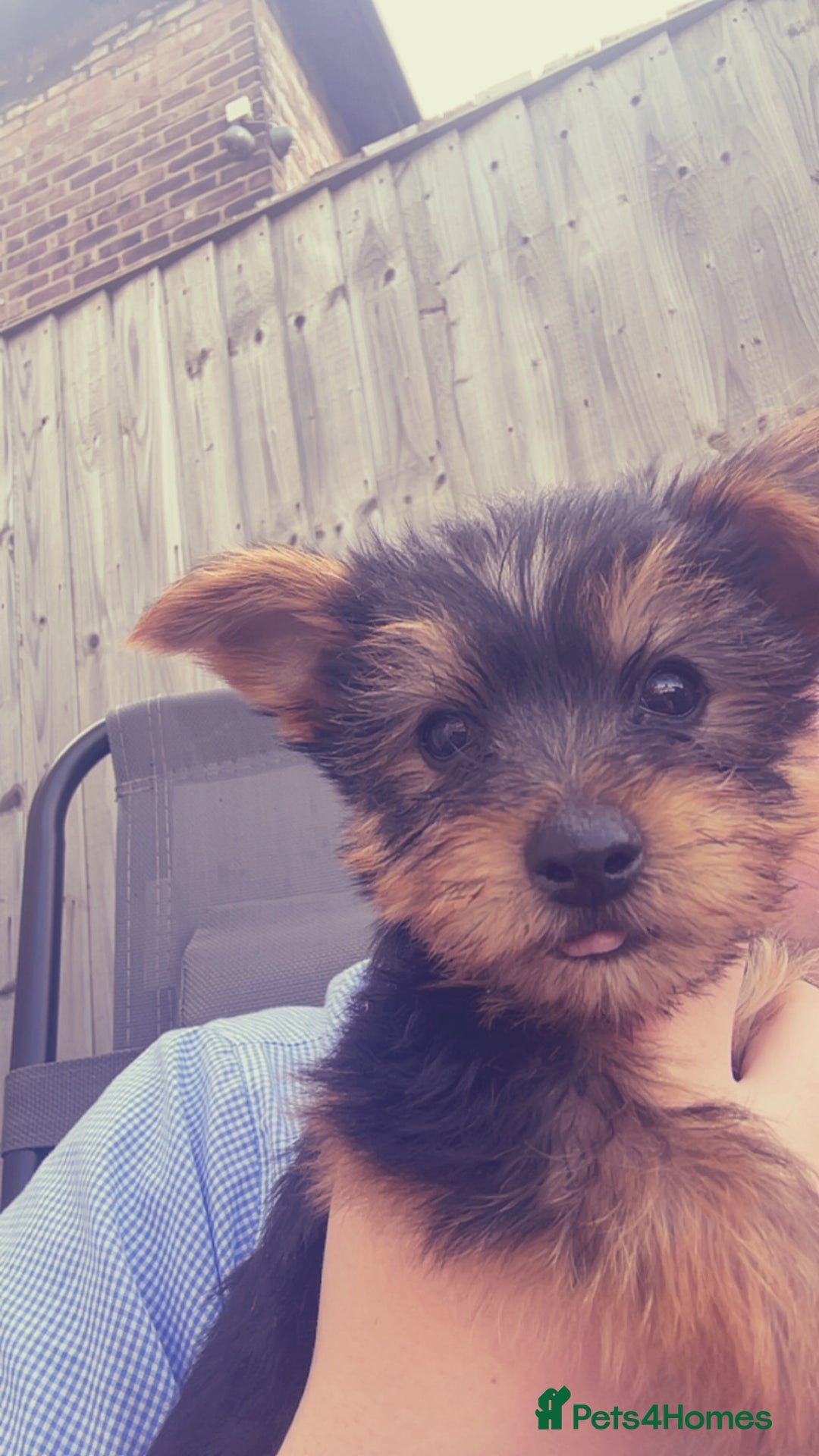 Yorkshire Terrier dogs for sale: Outstanding Yorkshire terriers - Image 18