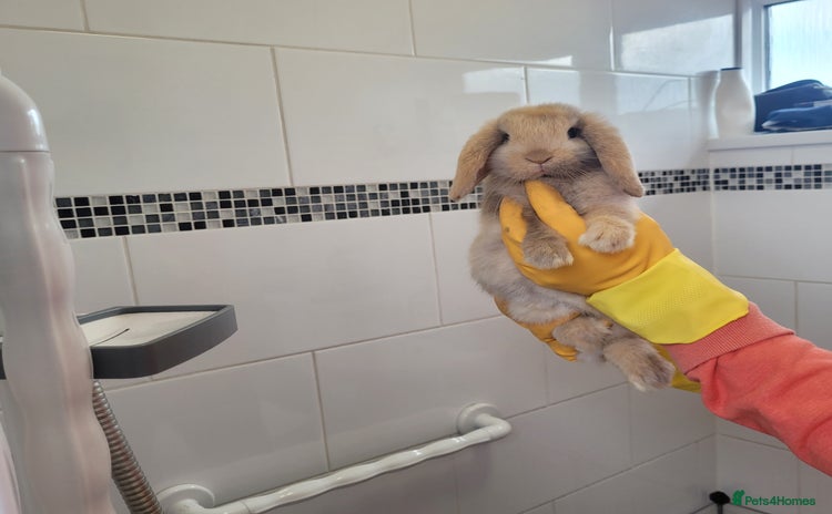 Mini Lop rabbits - Advert 1