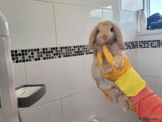 Mini Lop rabbits - Advert 1