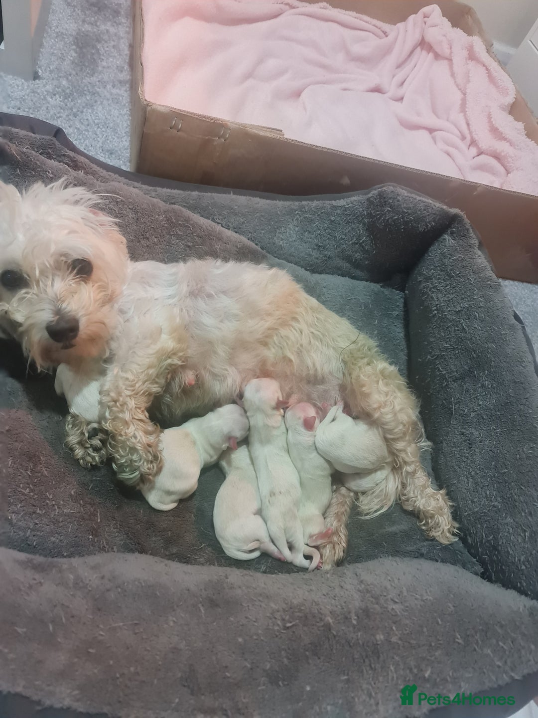 Maltese dogs for sale: Maltese puppies  - Advert 1