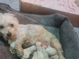 Maltese dogs Maltese puppies - Advert 2