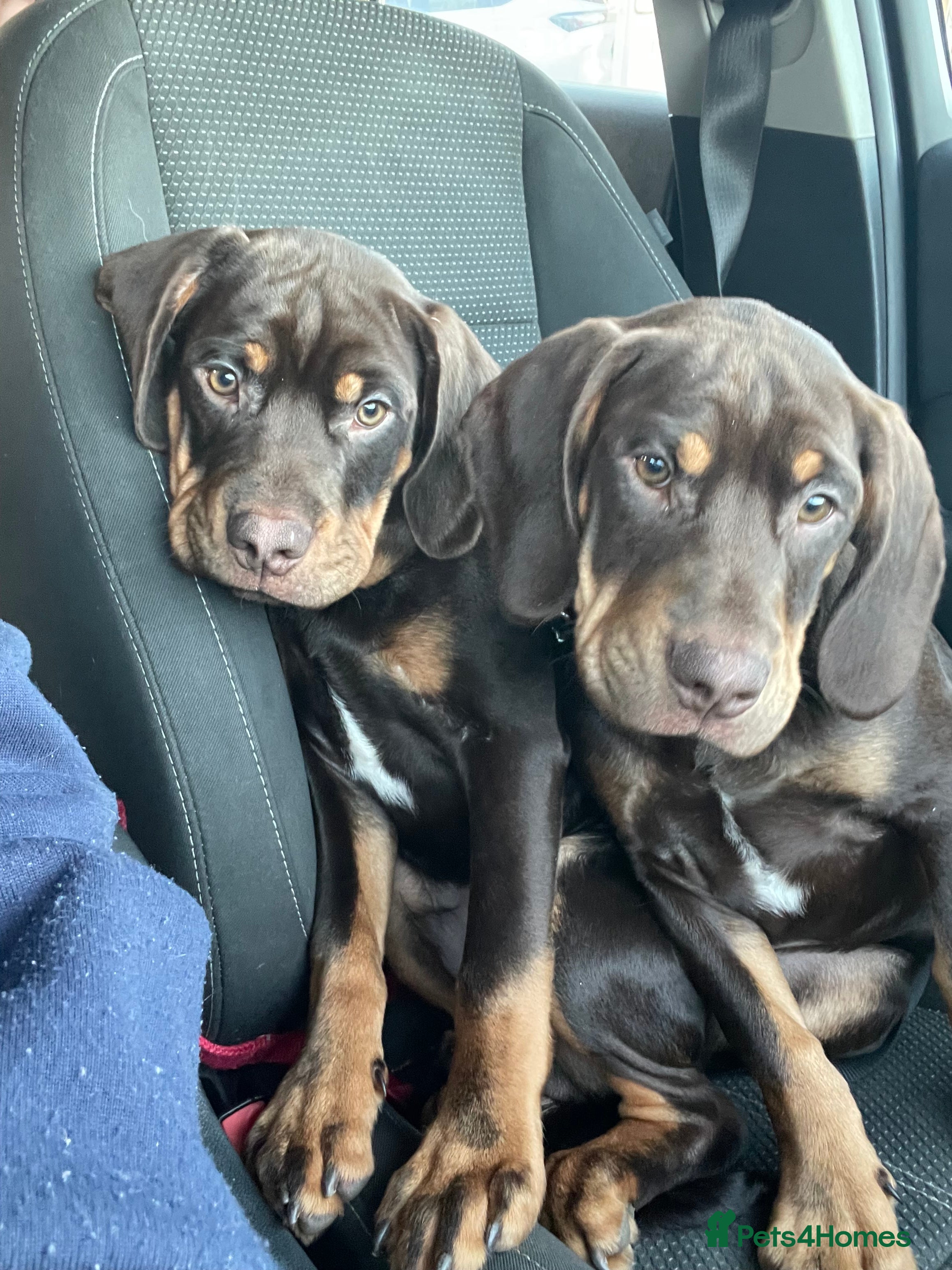 Mixed Breed dogs Charlie and Cooper  - Advert 14