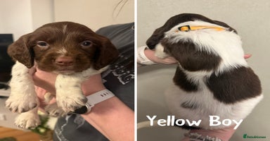 English Springer Spaniel dogs - Advert 2