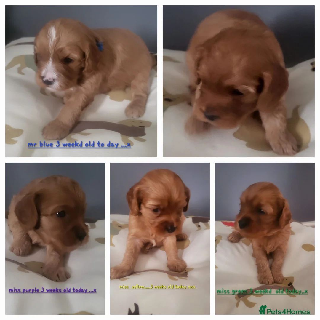 Toy Poodle dogs for stud:  stud toy poodle, KC reg and DNA tested and clear in Gloucester - Advert 34