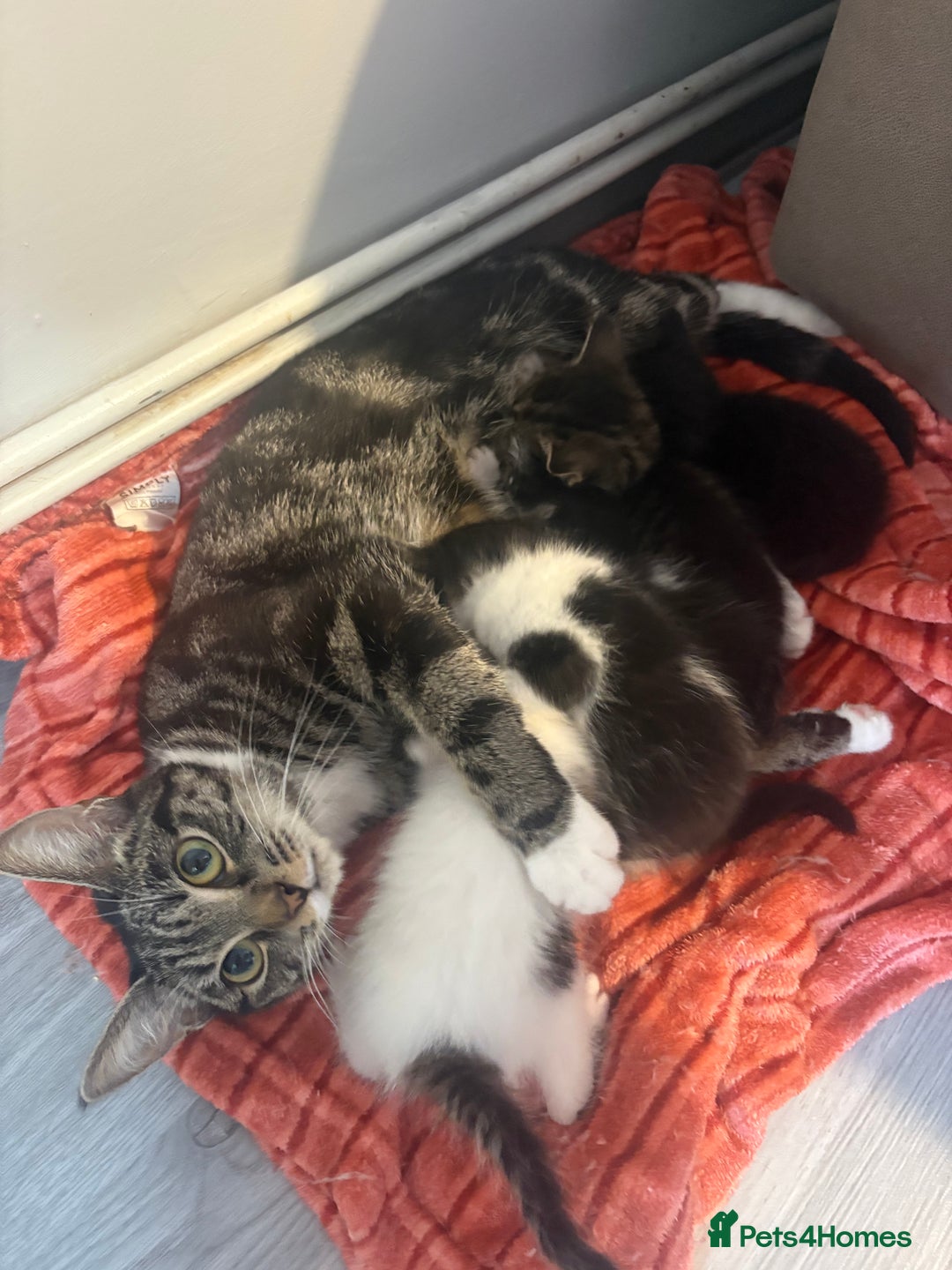 Mixed Breed cats for sale: 5 gorgeous kittens for sale  - Image 1
