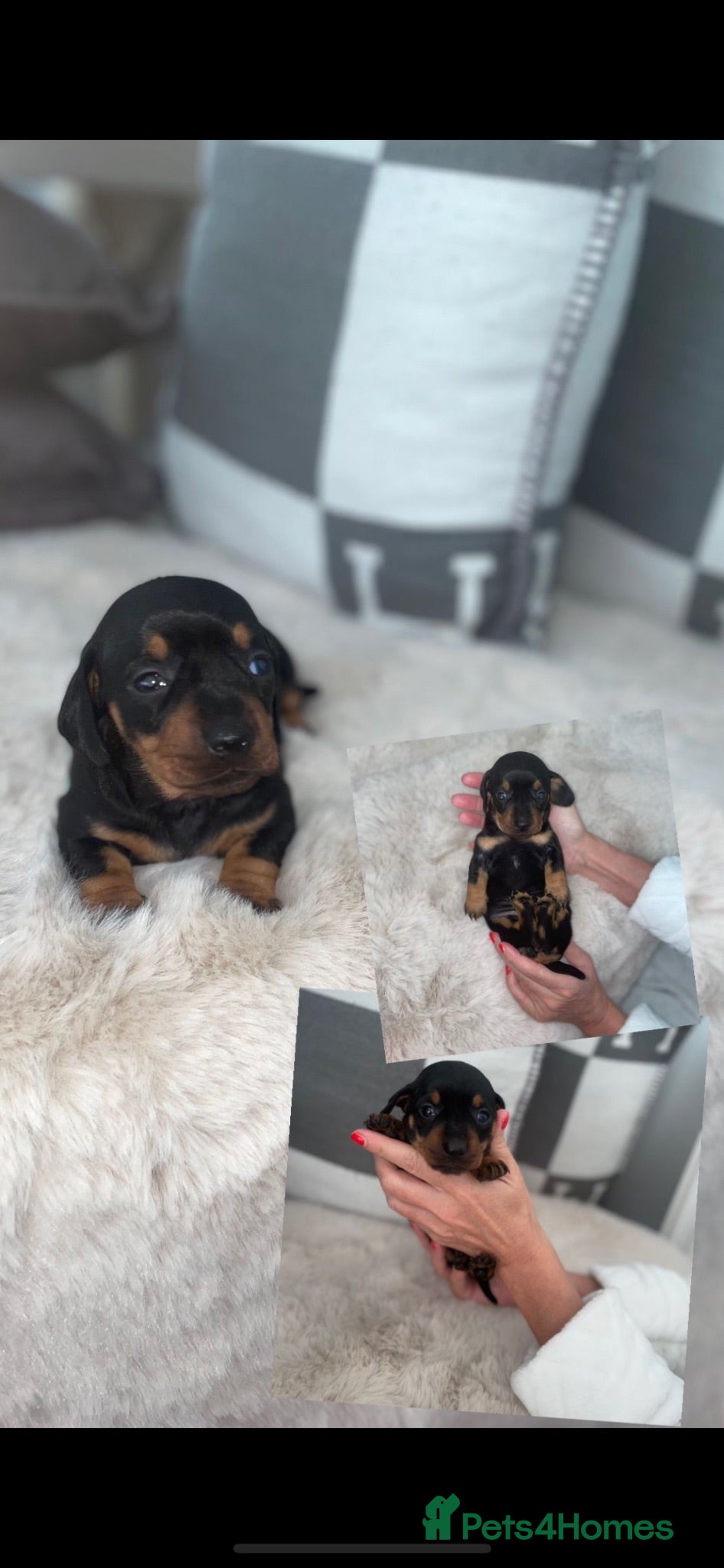 Miniature Dachshund dogs ✨ mini dachshunds boy girl left✨ - Advert 1