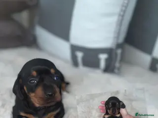 Miniature Dachshund dogs ✨ mini dachshunds boy girl left✨ - Advert 1