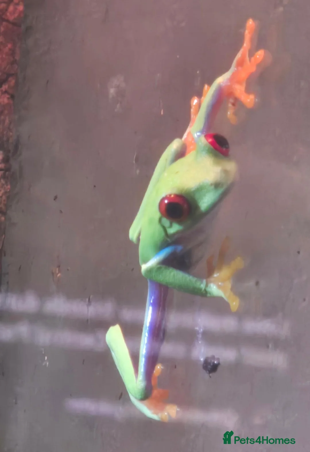Frog reptiles for sale: 1 unsexed Red eye tree frog & bio-active set up  in Ipswich - Advert 1