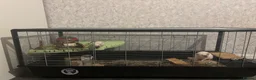 Rat rodents for sale: Two female Dumbo rats - Advert 1