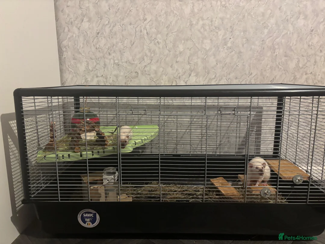 Rat rodents for sale: Two female Dumbo rats - Advert 1