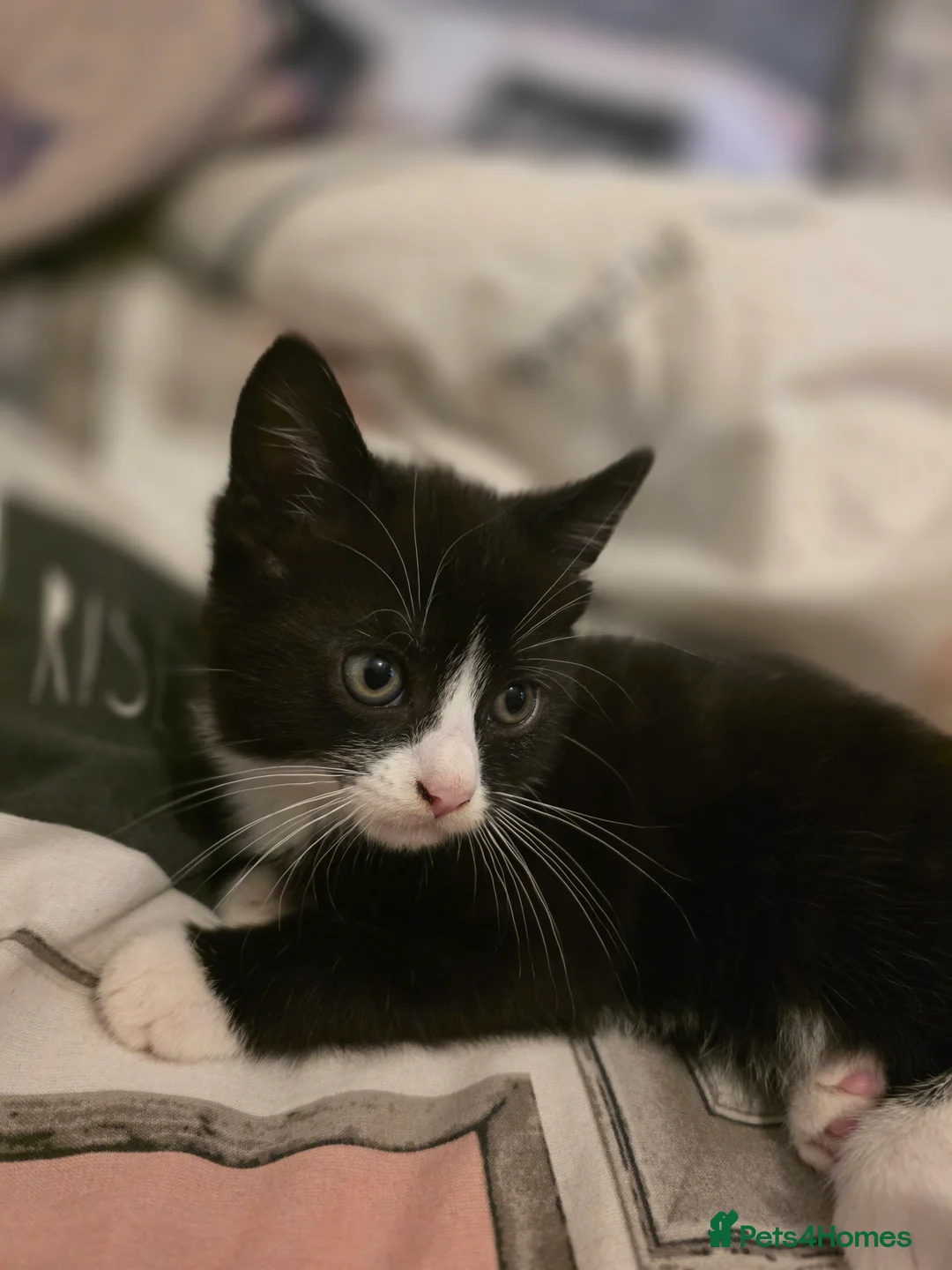 British Shorthair cats for sale: White female and black male  - Advert 2