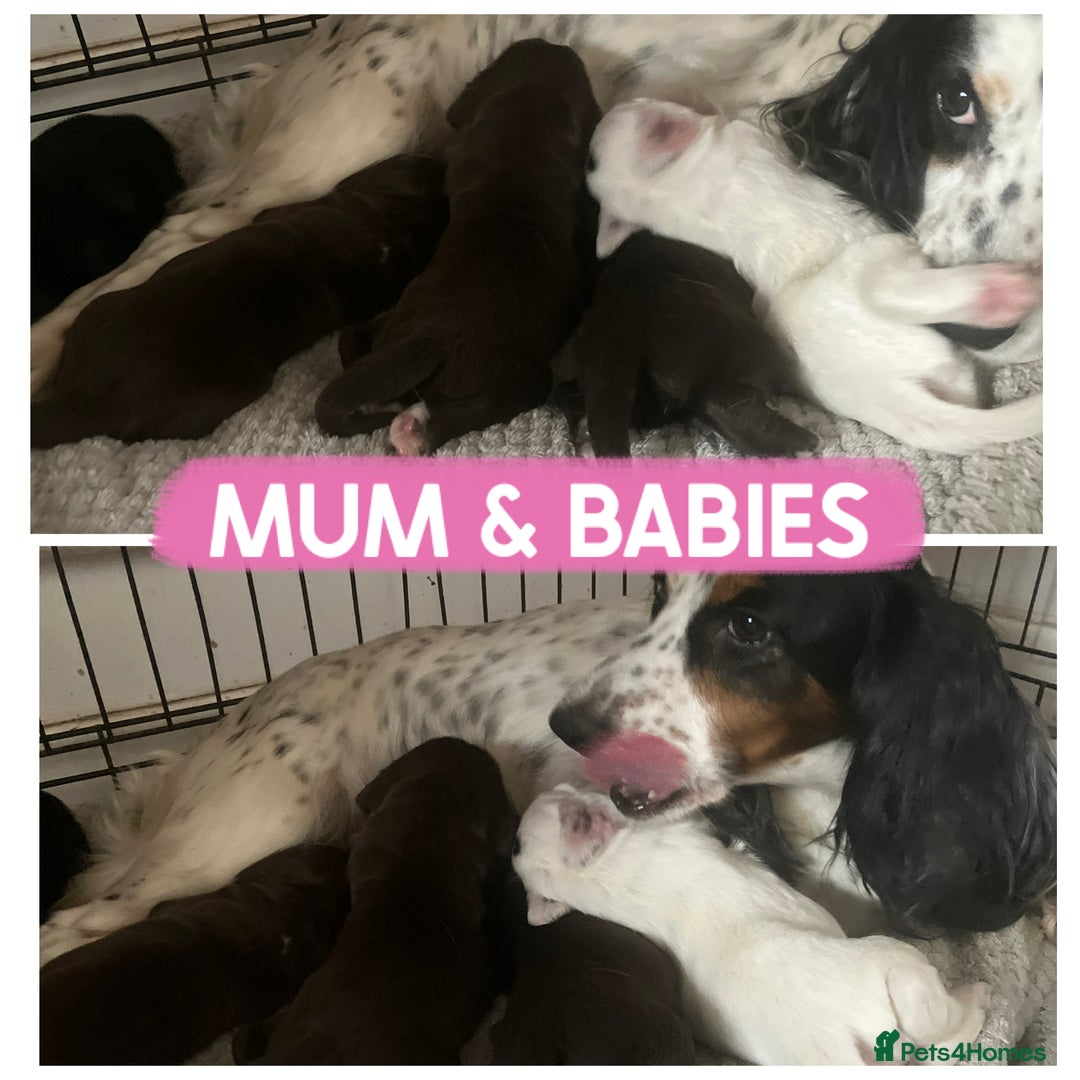Cocker Spaniel dogs for sale: Cocker spaniel puppies  - Image 6