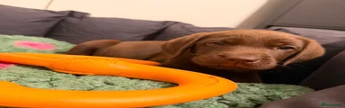 Labrador Retriever Orange