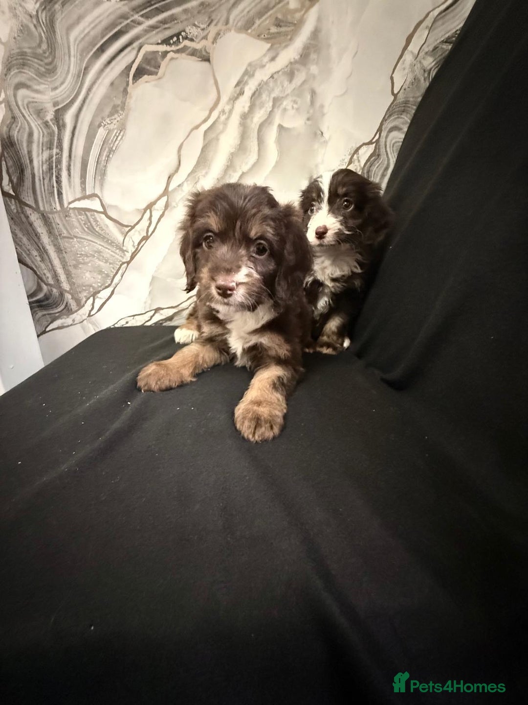 Cockapoo dogs for sale: Beautiful puppies - Advert 8