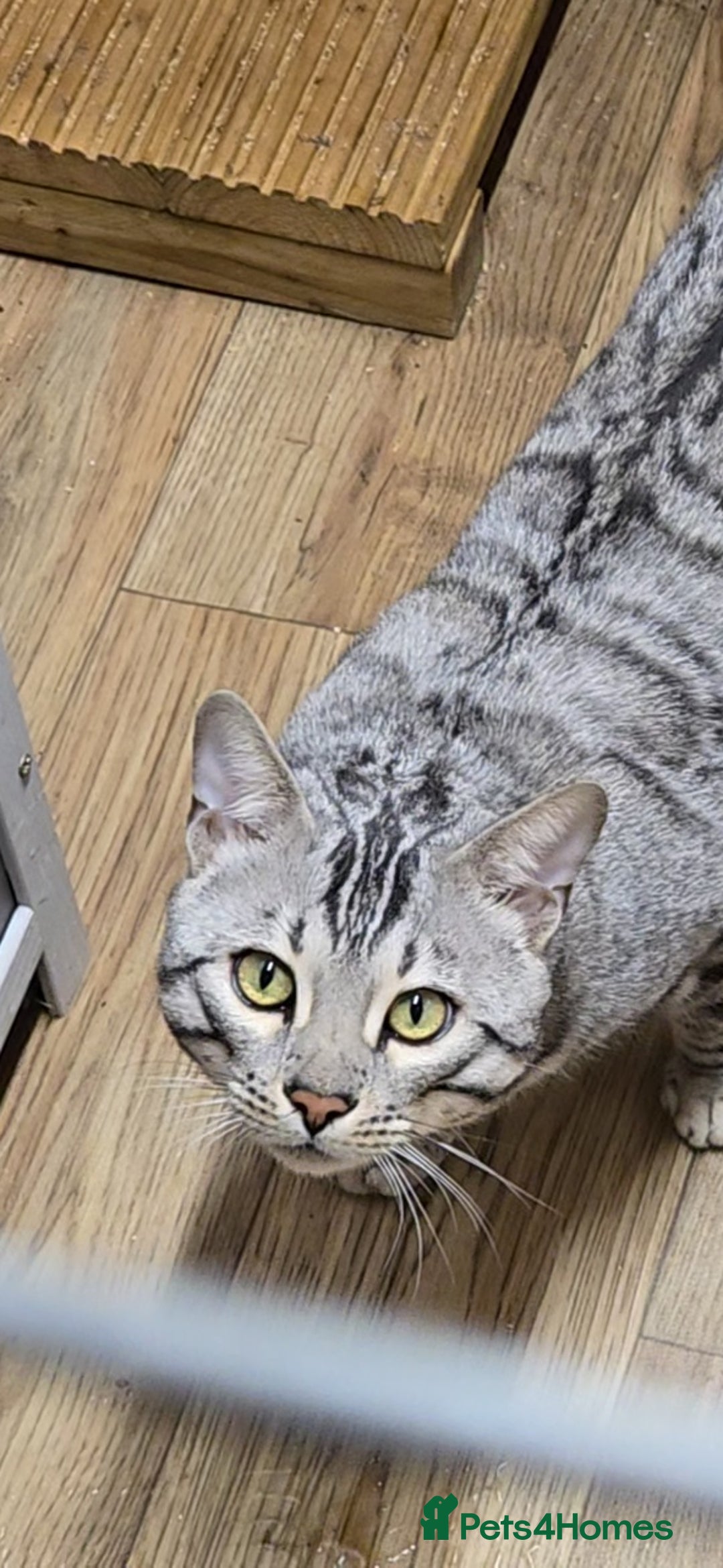 Bengal cats for sale: Stunning Silver Mature Bengal Male  - Advert 4